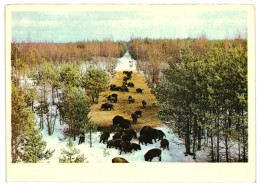 The Herd Of Wild Boars, Pigs, Winter Snow. Unused Postcard. Publisher Eesti Raamat, Tallinn Estonia 1983 - Cerdos