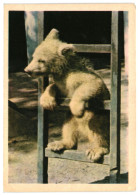 Polar Bear Cub On The Ladder. Unused Postcard. Publisher Pravda, Moscow Russia USSR 1963 - Bears