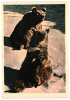 Two Brown Bears. Unused Postcard. Publisher Pravda, Moscow Russia USSR 1963 - Beren