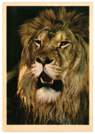 Male Lion Face Portrait. Unused Vintage Postcard. Publisher Pravda, Moscow Soviet Russia USSR 1963 - Lions