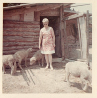 PHOTO ORIGINALE AL 2 - FORMAT 8.8 X 8.8 - ALPES MARITIMES - NICE - LA CAMPAGNE - A SITUER - MOUTONS - 1969 - Lugares