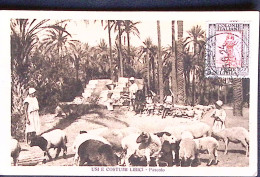 1924-USI E COSTUMI LIBICI-Pascolo Viaggiata Affrancata Lato Veduta Tripoli (13.6 - Libië