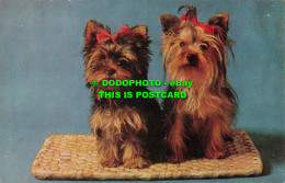 R493013 Yorkshire Terriers. Salmon. Dogs - Monde