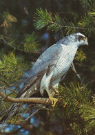 Hawk - Havik - Habicht - Faucon - Falco - Falcão - Halcón - Animaux - Fauna - Mehiläishaukka - Accipiter Gentilis - Birds