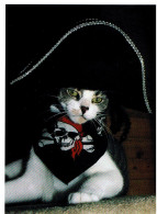 Chat Habillés -dressed  Cat -katze- Poes Piraat - Animali Abbigliati