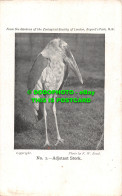 R494152 From The Garden Of The Zoological Society Of London. Adjutant Stork. F. - Other & Unclassified