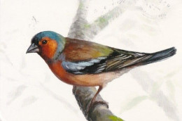 Bird - Birds - Oiseau - Vogel - Uccello - Pássaro - Common Chaffinch - Fringilla Coelebs - Sochi.ru 2014 Stamp - Other & Unclassified