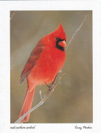 Bird - Oiseau - Vogel - Uccello - Pássaro - Pájaro - Punakardinaali - Norhern Cardinal - Cardinalis Cardinalis - Birds