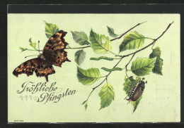 Präge-AK Maikäfer Klettert Auf Einem Blatt Herum, Schmetterling  - Insetti