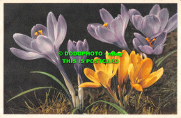 R494840 1451. Crocus Hybridus Hort. Crocus Ideal. Safran Ideal. E. Gyger - Mundo