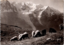 25-4-2024 (3 Z 5) France - B/w - Mouton à Chamonix - Sonstige & Ohne Zuordnung