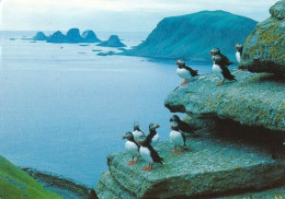 Bird - Oiseau - Vogel - Uccello - Pássaro - Pájaro - Lunni - The Puffin - Fratercula Arctica - Vögel