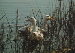 Bird - Oiseau - Vogel - Uccello - Pássaro - Pájaro - Swan - Joutsen - Oiseaux