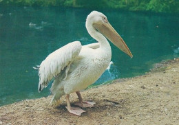 Bird - Oiseau - Vogel - Uccello - Pássaro - Pájaro - Pelikaani - Pelican - Pelecanus Onocrotalus - Vögel