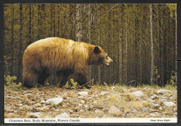 Cinnamon Bear, Rocky Mountains, Western Canada, Unused - Osos