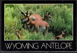 Wyoming Antelope, Unused - Other & Unclassified