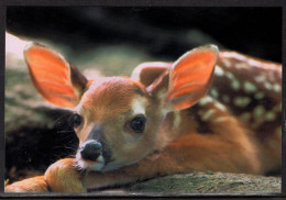 Day Old White Tail Fawn, Unused - Other & Unclassified