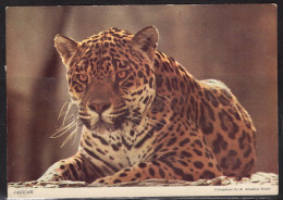 Jaguar, Unused - Other & Unclassified