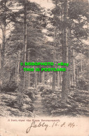 R495024  A Path Thro The Pines. 1904. Postcard - Mundo