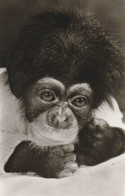 1000 BERLIN - TIERGARTEN, ZOO, Schimpansenbaby MUSAWA, Geb 1963 - Tiergarten
