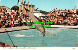 R496212 Performing Dolphins. Scarborough Zoo And Marineland. S.0241. Dennis - Mondo