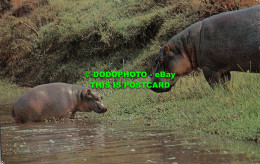 R496478 Wild Animals Hippopotamus. Salmon - Mondo