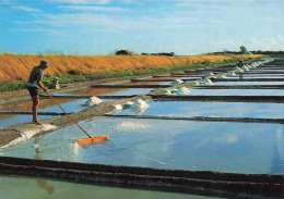 17  L ILE DE RE LES MARAIS SALANTS  - Ile De Ré