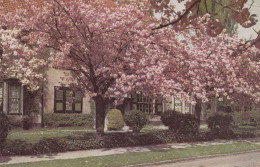 BOITSFORT   CERISIERS EN FLEURS    ..LE LOGIS.. - Zonder Classificatie