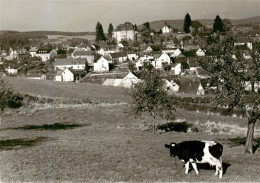 73891698 Daun Eifel Viehweide Kuh Blick Zum Ort Daun Eifel - Daun