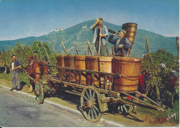 CPM Vendanges Dans Le Vignoble Alsacien  Attelage Avec Cheval - Viñedos