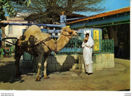 Tunisie LA MARSA Café Du Saf-Saf N°H068 Belle Femme Tunisienne Chameau VOIR DOS - Tunisie