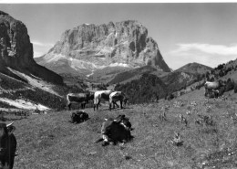 Vaches Troupeau De Vaches Elevage Ferme Paysans - Mucche