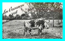 A805 / 189 VACHE En Vacances - Cows