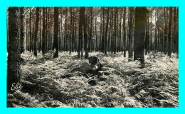 A809 / 177 40 - LA LANDE Dans La Foret Fougeres Géantes - Otros & Sin Clasificación