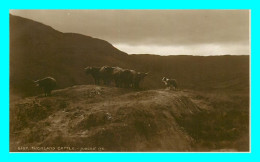 A822 / 241  Highland Cattle - Judges - Argyllshire