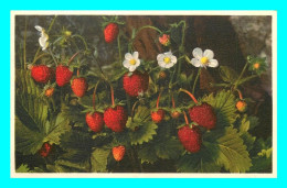 A820 / 271 FLEUR Fraisier Des Bois ( Fraise ) Fragaria Vesca Walderbeere - Autres & Non Classés