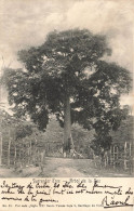 ANTILLES  - Surrender Free - Arbol De La Paz - Animé - Carte Postale Ancienne - Cuba