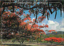 Martinique - Le Vauclin - Flamboyants Sur La Route Du Vauclin - CPM - Voir Scans Recto-Verso - Autres & Non Classés