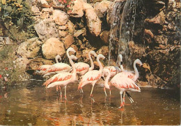 Oiseaux - Flamants Roses - Sanary Bandol - Jardin Exotique Et Zoo - La Cascade Aux Flamands Rouges Du Chili - Flamingos  - Oiseaux