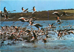 Oiseaux - Flamants Roses - Camargue - Flamingos - CPM - Voir Scans Recto-Verso - Oiseaux