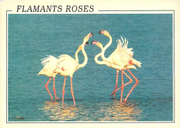 Oiseaux - Flamants Roses - Flamingos - CPM - Voir Scans Recto-Verso - Oiseaux