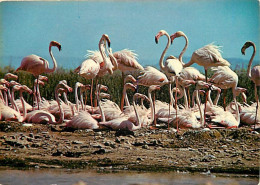 Oiseaux - Flamants Roses - Camargue - Flamingos - CPM - Voir Scans Recto-Verso - Oiseaux