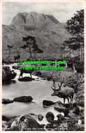 R498629 Stags And Hinds. Near Loch Maree. J. B. White. Best Of All Series. RP. 1 - World