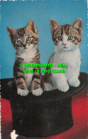 R498750 Two Kittens In Black Hat. Coastal Cards - World
