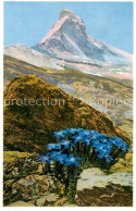 13816161 Zermatt VS Gentiana Bavarica Bayrischer Enzian Am Matterhorn Zermatt VS - Andere & Zonder Classificatie