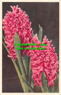 R498658 Hyacinth. Stehli. No. 601 - Mundo