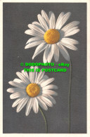 R498660 Daisy. Stehli. No. 971 - Mundo