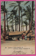 Ag2788 - EGYPT - VINTAGE POSTCARD - Sakkara - 1906 - Autres & Non Classés