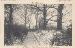 CPA ( 87 )   En Limousin L Hiver Un Sentier Dans Une Chataigneraie  (b.bur) - Eymoutiers