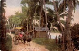 Ceylon - Road Scene - Sri Lanka (Ceilán)